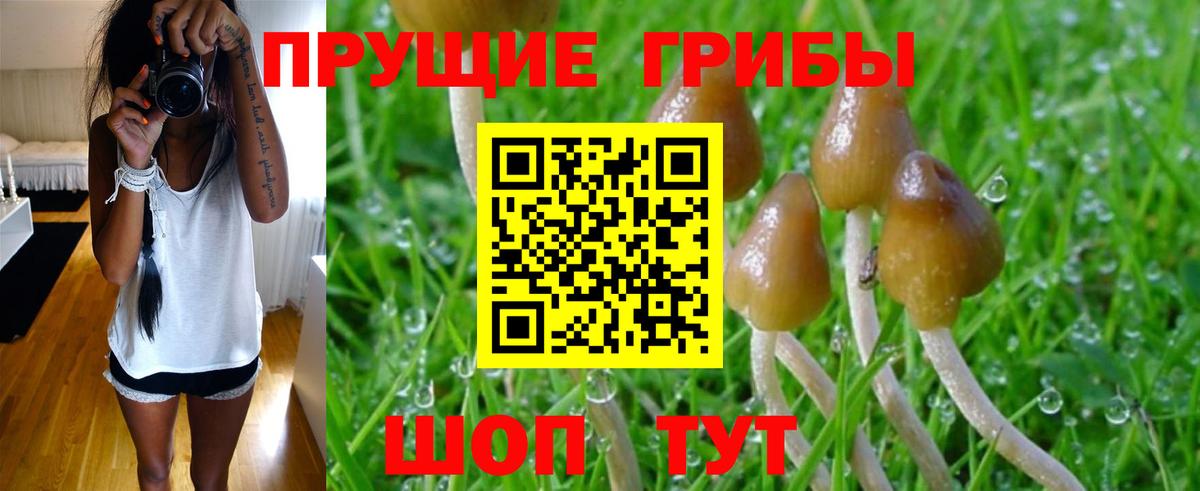 Галлюциногенные грибы Psilocybine cubensis Гусиноозёрск